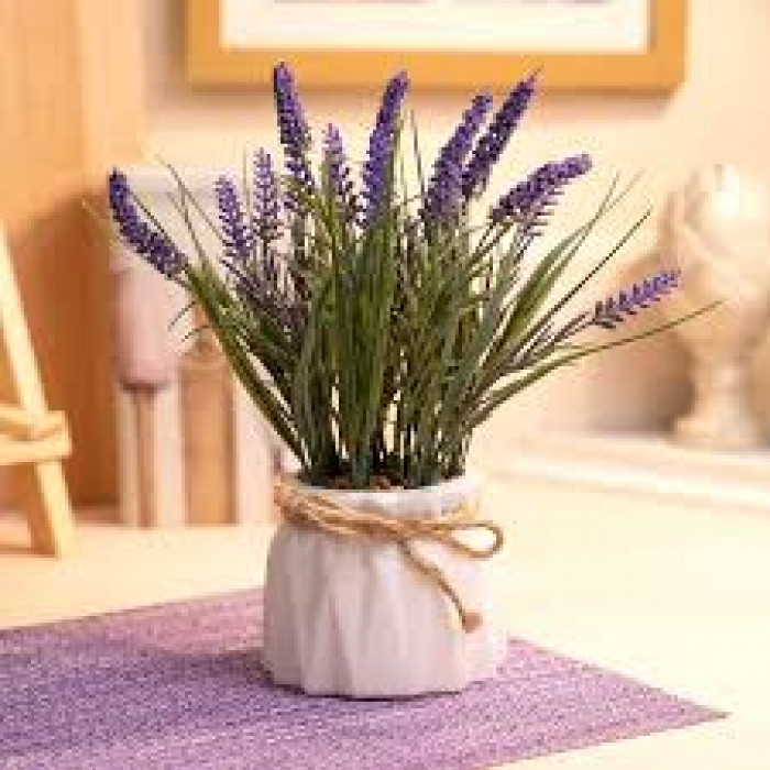 Лаванда в Абае