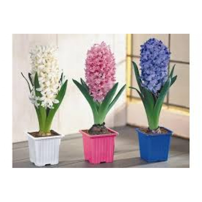 Гиацинты в Абае