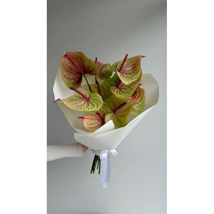 Антуриумы в Абае