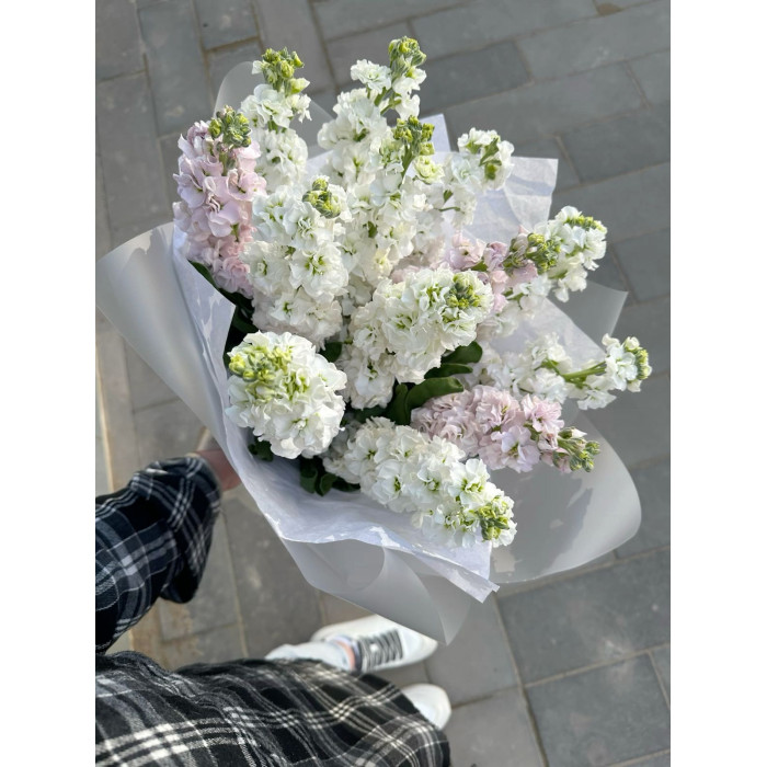 Маттиола в Абае