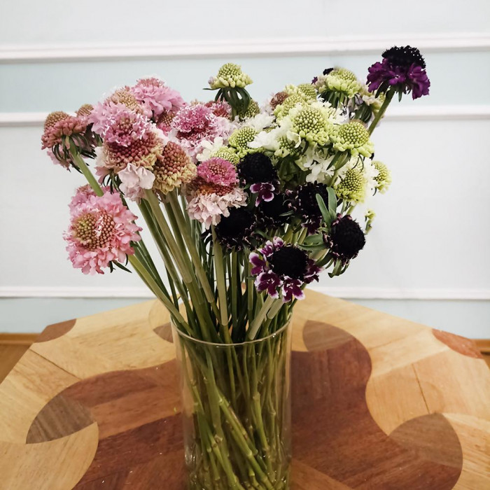 Скобиоза в Абае