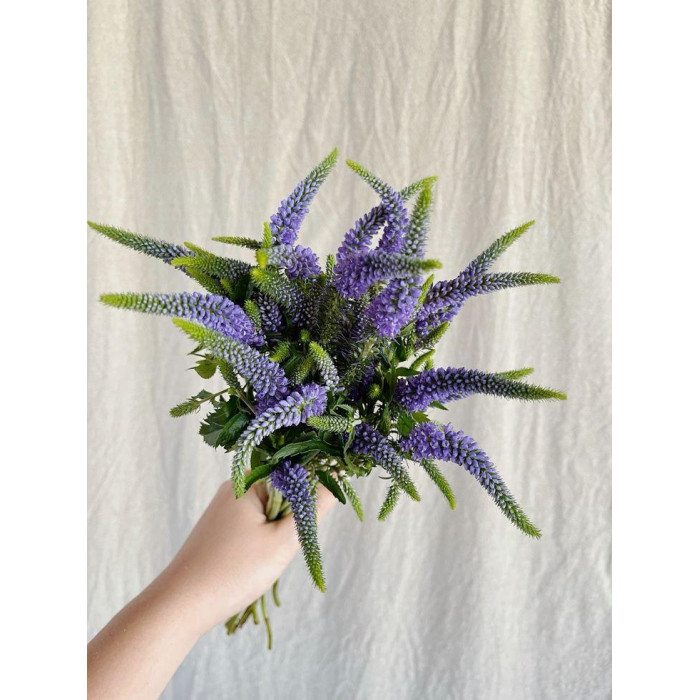 Вероника в Абае