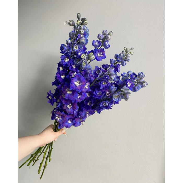 Делфиниум в Абае