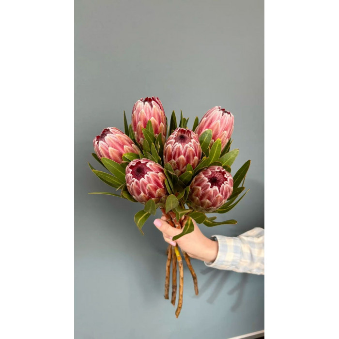 Протея в Абае