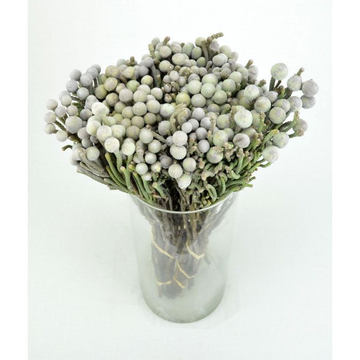 Бруния в Абае