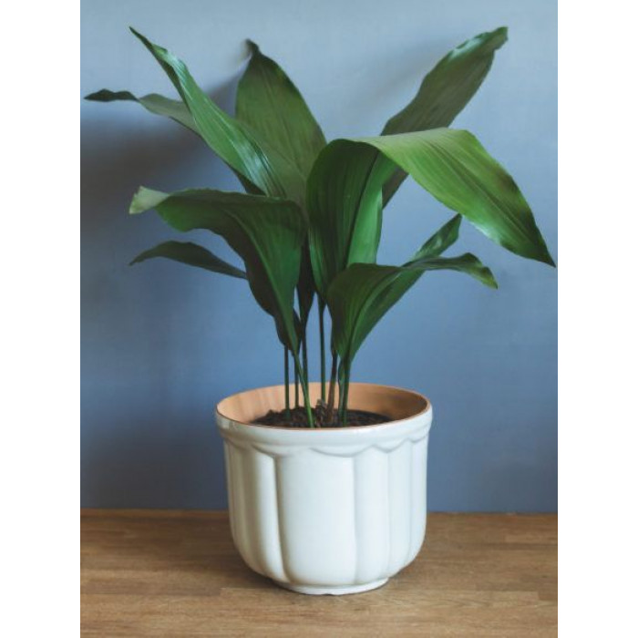 Аспидистра в Абае