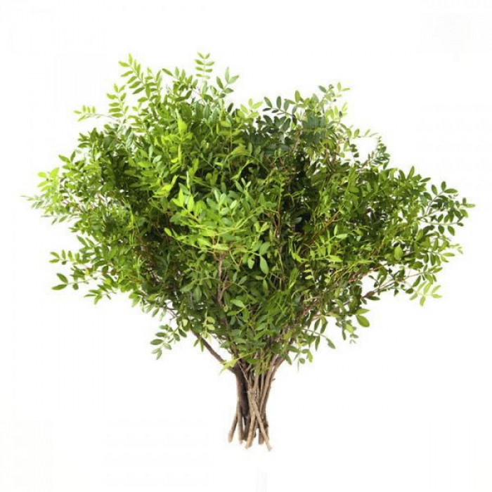 Писташ в Абае