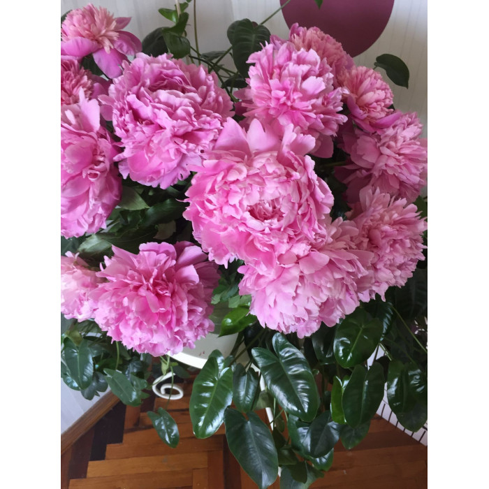 Пион древовидный в Абае