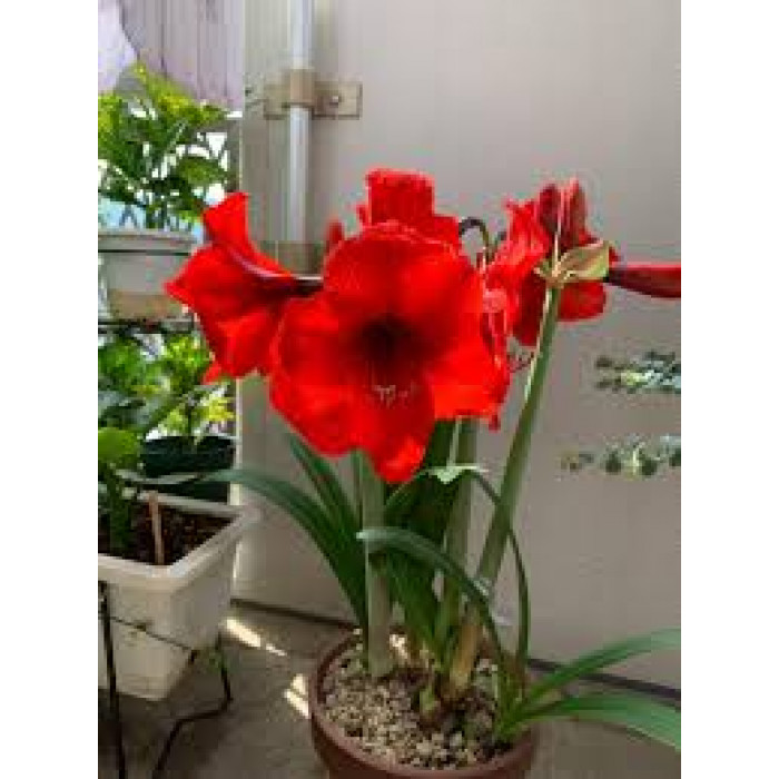 Амариллис в Абае