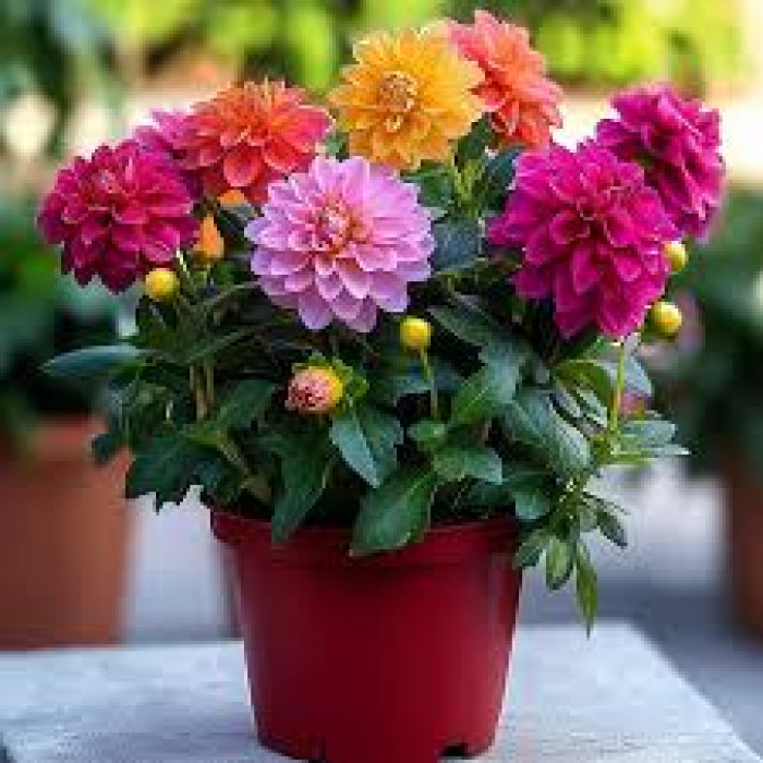 Георгины в Абае