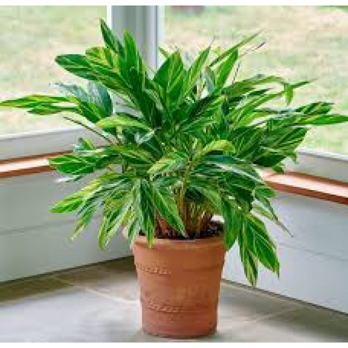 Альпиния в Абае