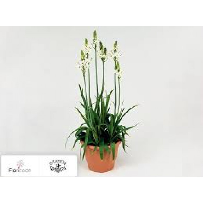 Орнитогалум в Абае