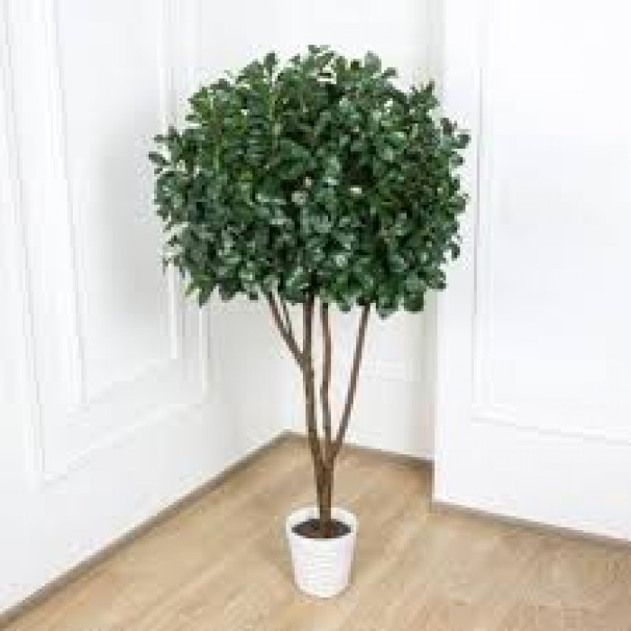 Рускус в Абае