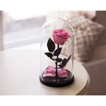 Pink Rose in the bulb